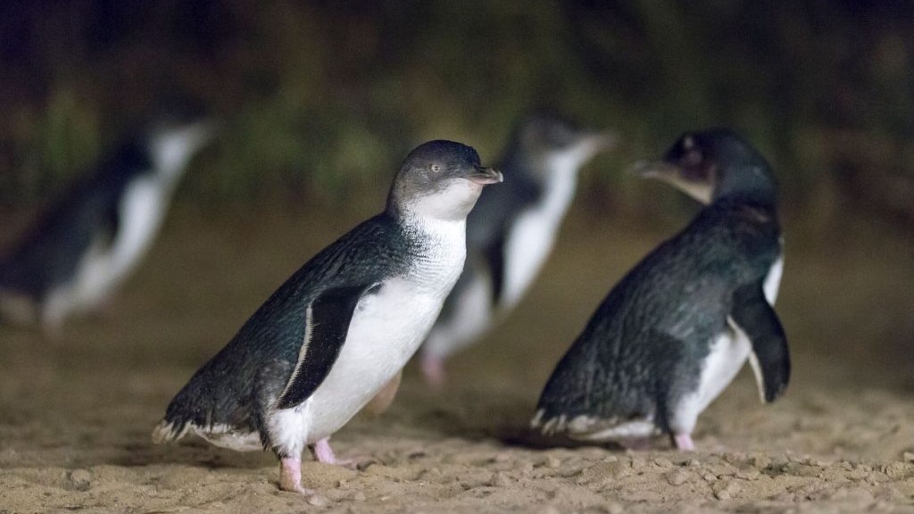 visit penguins on phillip island
